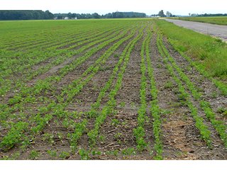 Property photo 85 - LAND AUCTION - 700+/- ACRES OFFERED IN 16 TRACTS IN ALLEN COUNTY, INDIANA